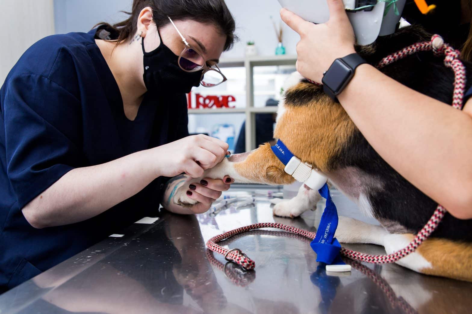 Cuidados essenciais na medicina veterinária