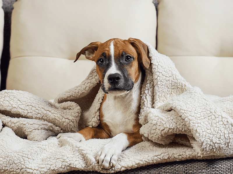 cuidados-com-os-pets-no-inverno