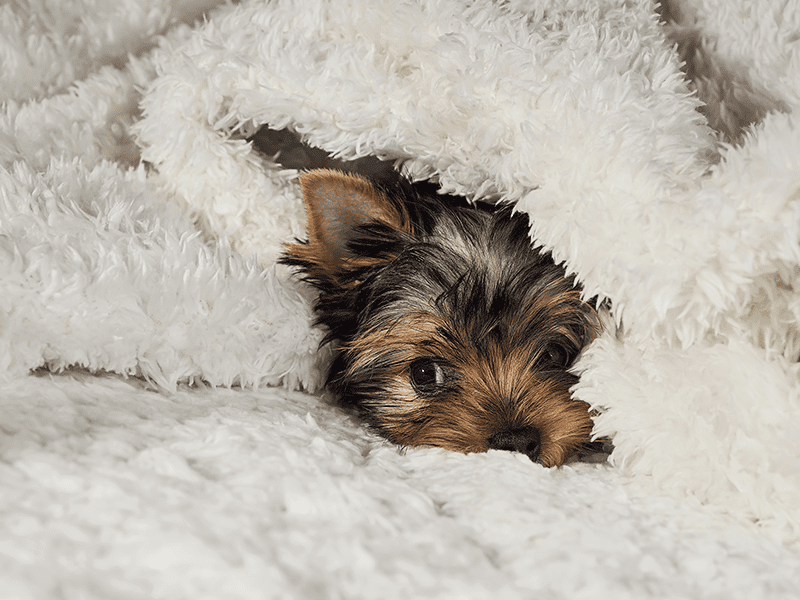 cuidados-com-os-pets-no-inverno