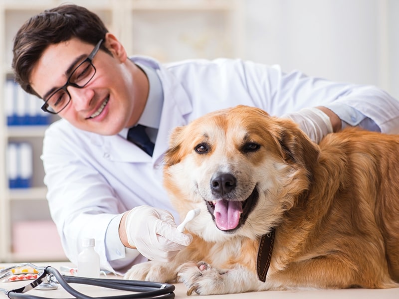 Odontologia-Veterinaria