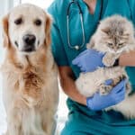 Oncologia Veterinária: Importância da prevenção e diagnóstico precoce