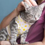 Castração em pets: Por que fazer, quando realizar e quais cuidados ter!