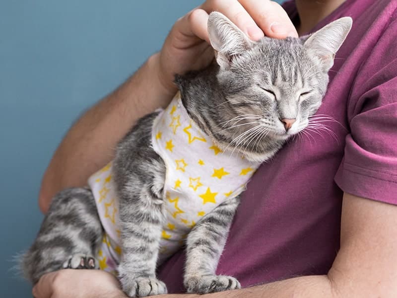 castracao-em-pets-cao-e-gato