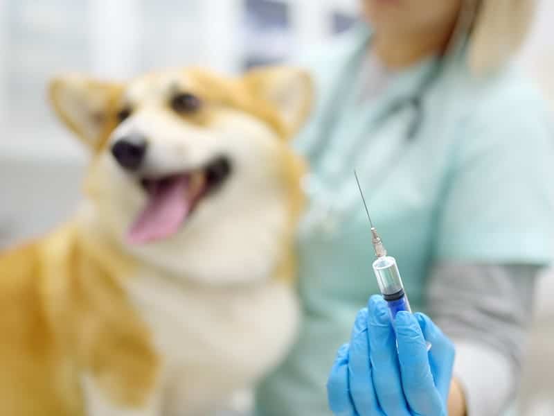 vacina-cachorro