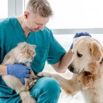 Vacinação em pets: Guia completo para proteger a saúde do seu cão e gato