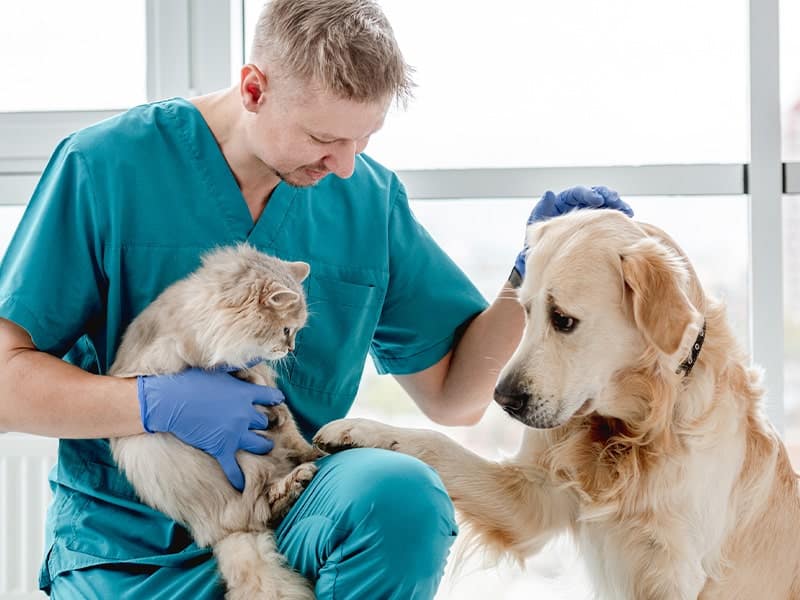 vacinacao-em-pets