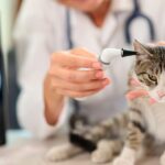 Por que a otoendoscopia veterinária é importante para seu pet?