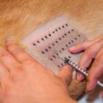 Como o teste alérgico para pets auxilia na melhora do bem-estar animal?