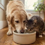 Como cuidar dos rins dos pets pela Nefrologia Veterinária?