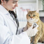 Medicina felina: cuidados necessários para gatos saudáveis