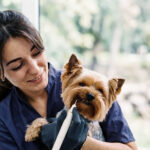 Limpeza Periodontal em Pets: Como funciona?