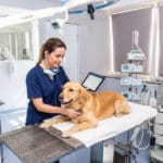 Por trás das Diárias Coloridas: como funciona a internação veterinária e quando a alta é segura?