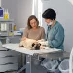 Calendário de Vacinas para Cães e Gatos: quais são obrigatórias e quando aplicar