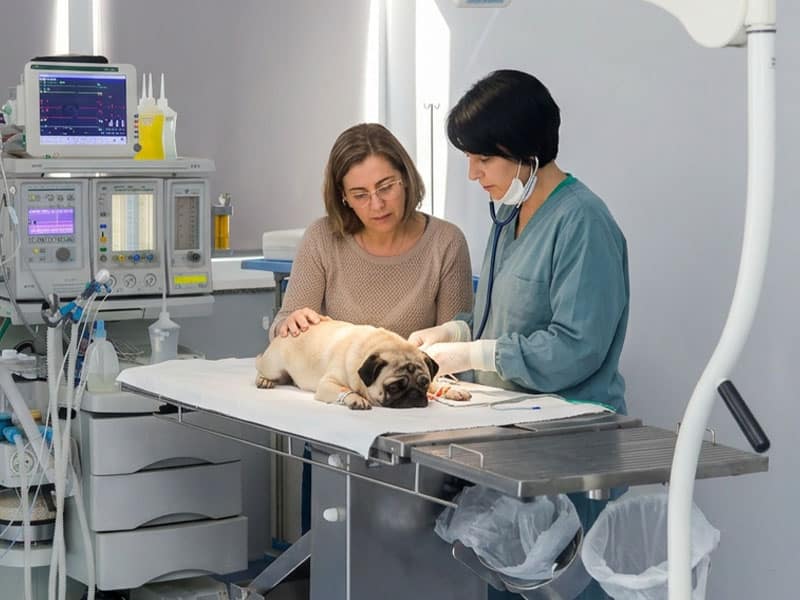Tutor com paciente e médica veterinária.